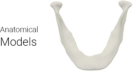 Customy-made anatomical models